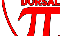 Dorsal PI